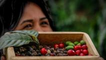 Panamá:Café, un libro con sello turístico