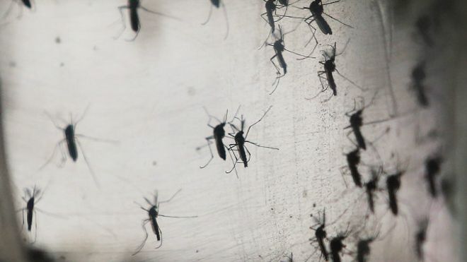 Casos del virus Zika continúan aumentando