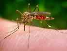  Alertan sobre brote de virus zika en el Caribe