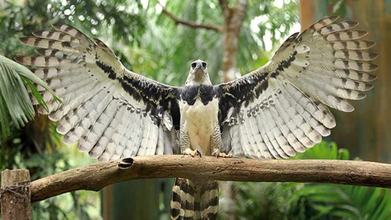 Águila arpía atrae miles de turistas a zoológico panameño