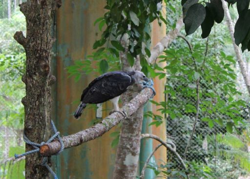  Águila Harpía deslumbra al público panameño y visitantes