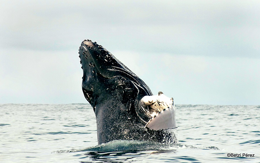 Las ballenas: importante atractivo turístico de Panamá