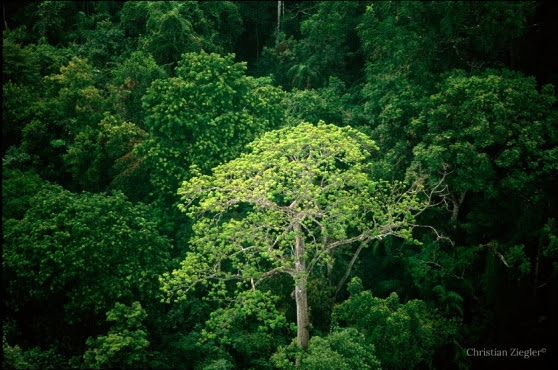 Bosques tropicales jóvenes contribuyen poco a la conservación de la biodiversidad