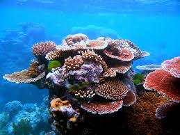 Costa caribeña perderá sus corales en 70 años