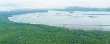 Panamá medirá dióxido de carbono que absorben y liberan manglares
