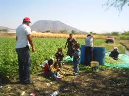 Tratan de erradicar trabajo infantil en áreas de producción agrícola