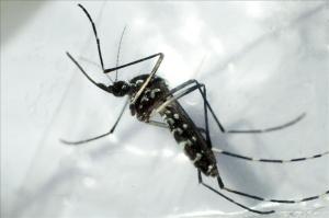 Al menos seis muertes confirmadas por dengue en Panamá desde diciembre