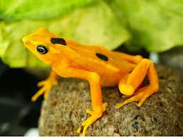 Vuelve la Rana Dorada a su habitad. 