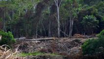Anteproyecto de ley que regula la deforestación