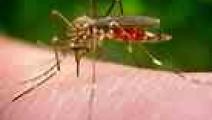 Minsa confirma un nuevo caso de virus Zika en Panamá