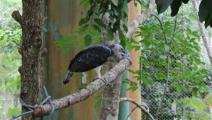  Águila Harpía deslumbra al público panameño y visitantes