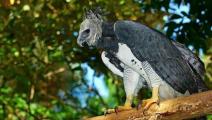 Este sábado en Panamá conteo de aves masivo ‘Global Big Day’