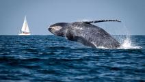 Inicia temporada de avistamiento de cetaceos en Panamá