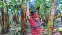 Ministros de Trabajo de Panamá y Costa Rica analizan situación de obreros bananeros
