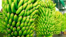 Del Monte invertiría US$50 millones para reactivar actividad bananera en Panamá