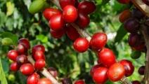 Expectativa por subasta electrónica del mejor café de Panamá