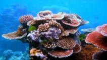 Costa caribeña perderá sus corales en 70 años