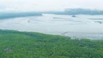 Panamá medirá dióxido de carbono que absorben y liberan manglares