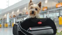 Aerolíneas renuevan sus políticas para viajes de mascotas 