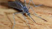 Alerta por caso autóctono de ‘chikungunya’