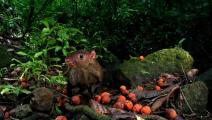 Los roedores del bosque tropical arriesgan sus vidas para alimentarse